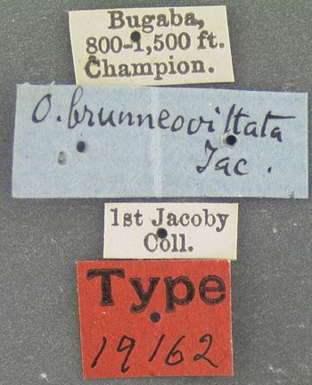 Media type: image;   Entomology 19162 Aspect: labels